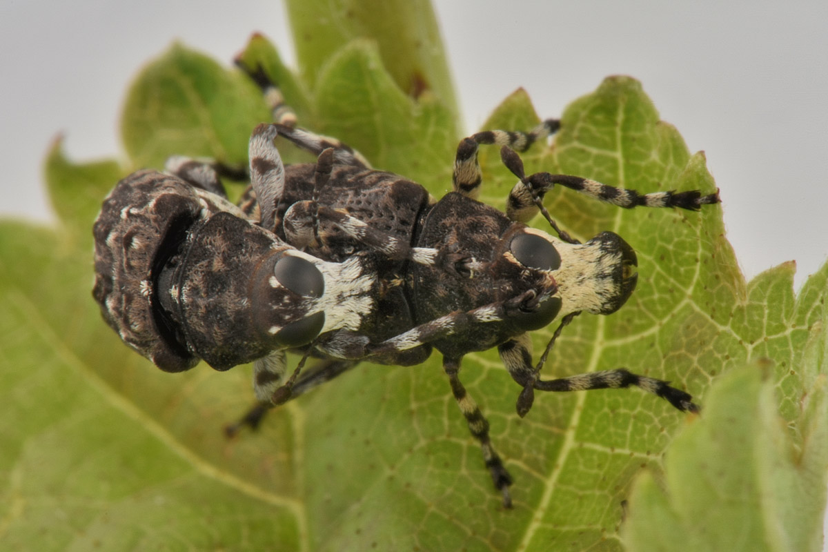 Anthribidae: Tropideres albirostris, coppia